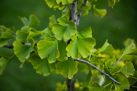 A soft focus of green Ginkgo biloba leaves against a blurry backgroundの写真素材