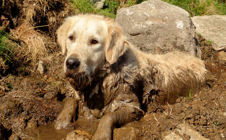 A closeup of a sleeping golden retriever dogの写真素材