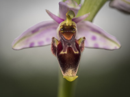 A closeup of a bumblebee orchid on blurred backgroundの写真素材