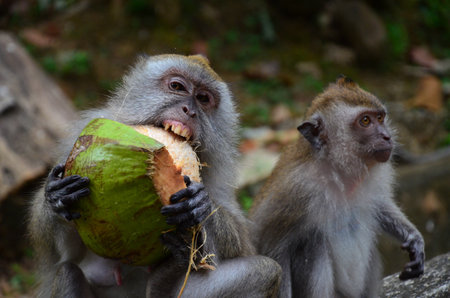A closeup shot of Macaques eating green coconut shellsの写真素材