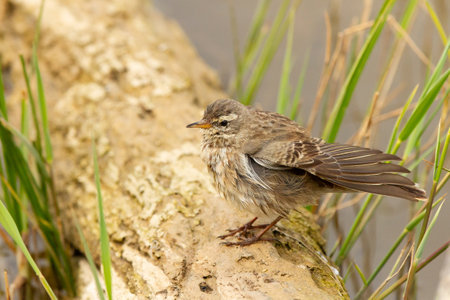 A selective focus shot of Anthus spinoletta or water pipit perched on a pieの写真素材