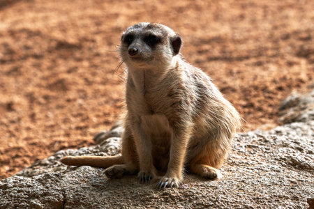 A closeup shot of a cute meerkat in a zoo in Valencia, Spainの写真素材