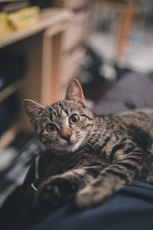 A selective focus shot of a cute striped cat staring at the cameraの写真素材