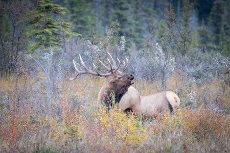 A closeup shot of a wapiti deer in a forestの写真素材