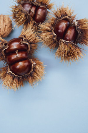 A vertical closeup shot of sweet chestnut in a shell and nuts on blue backgroundの写真素材