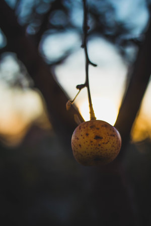 A vertical selective focus of an apple hanging on a branch on blurred sunset backgroundの写真素材