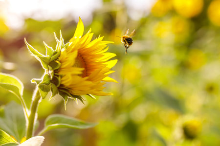 A closeup shot of a bee landing on a beautiful sunflowerの写真素材