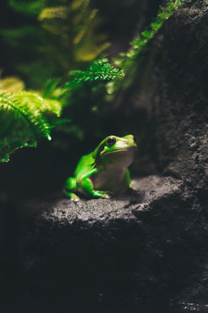 A vertical closeup shot of a green frog on a rock at the zooの写真素材