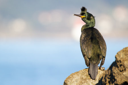 A closeup shot of a European shag or common shag, Phalacrocorax aristotelis in Englandの写真素材