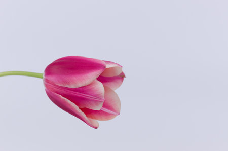 A closeup of a pink tulip flower isolated on white background with space for your textの写真素材