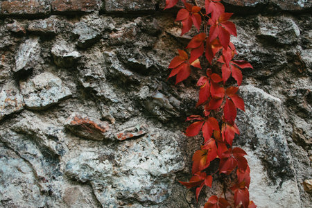 A closeup shot of red leaves on a stone wallの写真素材