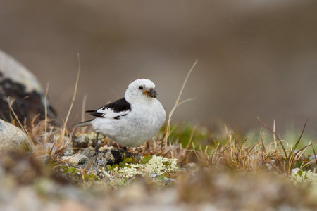 A closeup of a cute tiny Snow bunting on the ground in the DovrefjellâSunndalsfjella National Parkの写真素材
