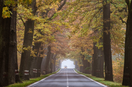 A beautiful shot of a car running in the road with an alley ofの写真素材
