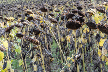 A shot of a field of dead sunflowers with black headsの写真素材