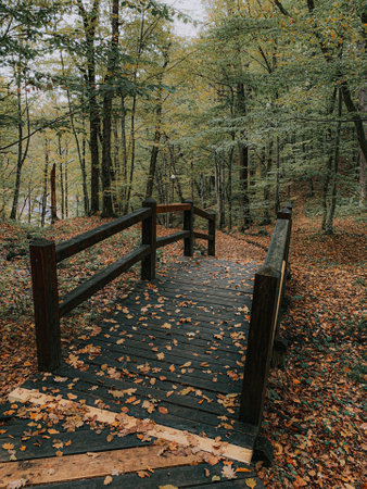 A vertical shot of an old wooden bridge in an autumn park