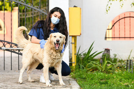 A veterinarian comforting a cute Golden Retriever dog outdoors