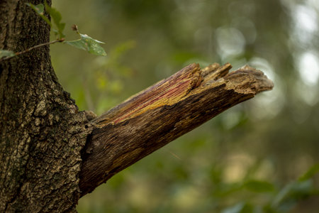 Colourful branch sticking out of a tree trunk with dark brown bask with out of focus blurred green fresh forest in the backgroundの写真素材