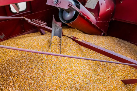 A closeup shot of corn being processed in a machineの写真素材