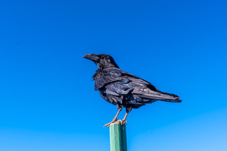 A crow on a road sign atop the Caldera de Taburiente near on the island of La Palma, Canary Islandsの写真素材