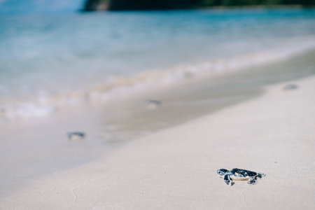 A closeup shot of a small sea turtle on the beach
