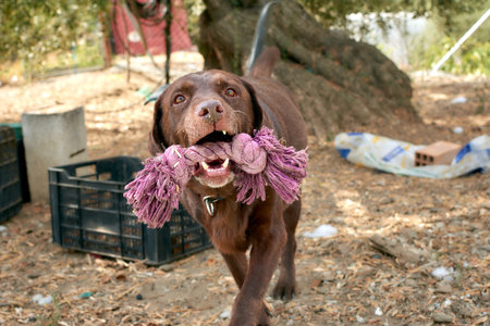 A brown labrador puppy carrying a fabric on a sunny dayの写真素材