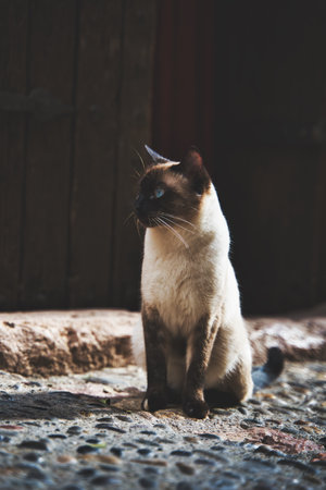 A vertical closeup focus shot of an adorable Siamese catの写真素材