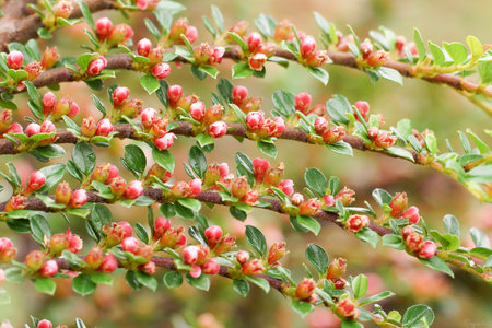 the shoots of red horizontal cotoneaster  with green leaves