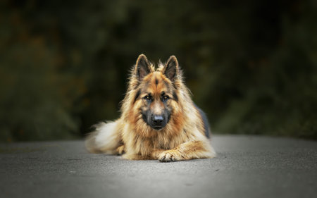 A selective focus shot of an adorable german shepherd