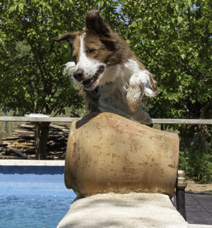 A closeup of an adorable border collie dog near the pool on a sunny dayの写真素材