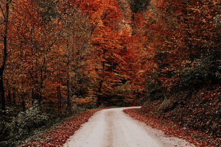 A road surrounded by trees covered in colorful leaves in a forest in autumn - perfect for wallpapers