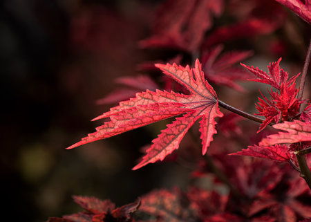 A selective focus shot of red autumn leavesの写真素材