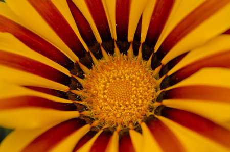 A macro shot of a red and yellow flowerの写真素材