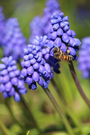 A vertical selective focus shot of a bee on blue Armenian Muscari plantsの写真素材