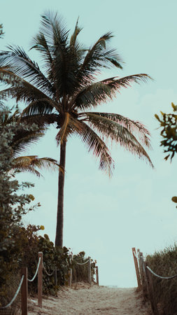 A vertical shot of palm trees on the beach in Miami in the morningの写真素材