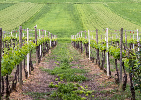 A beautiful rural agricultural fieldの写真素材