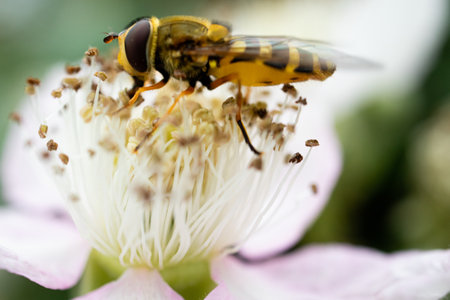 A soft focus of a bee gathering pollen from a flowerの写真素材
