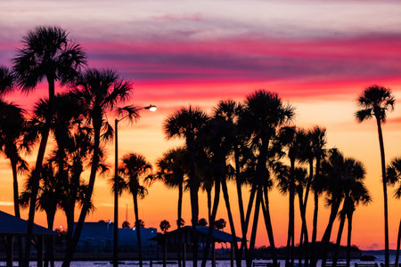 A beautiful view of palms during a colorful sunset in a beachの写真素材