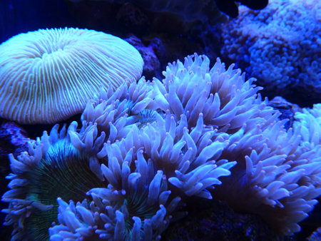 A closeup shot of sea anemone