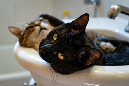 A selective focus shot of cats lying in a sink