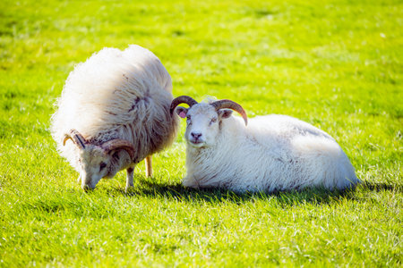 A closeup of typical Icelandic sheepの写真素材