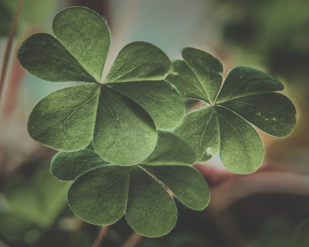 A closeup shot of a four-leaf clover leaves detailed textureの写真素材