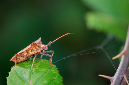 A selective focus closeup of a bug on a leafの写真素材