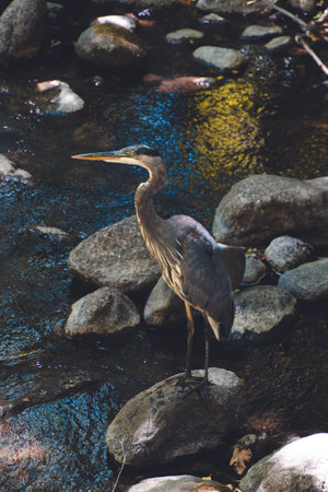 A vertical shot of a Great blue heron perched on a rock near a river under the sunlightの写真素材