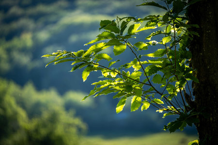 A closeup shot of tree branches with green leaves with cloudy sky in t