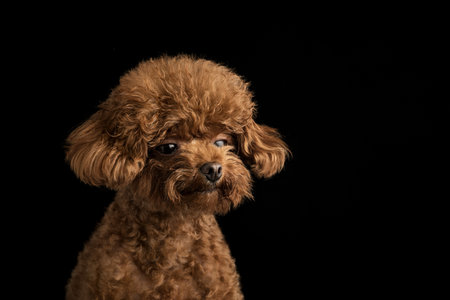 An adorable little poodle on a black backgroundの写真素材