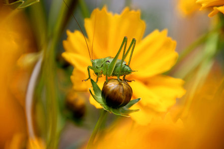 A macro shot of parasitism on a yellow flowerの写真素材