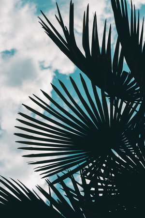 A vertical shot of the silhouettes of tropical plants under a cloudy sky - perfect for wallpapersの写真素材