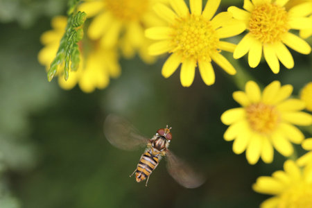 A marmalade hoverfly flying near yellow flowers
