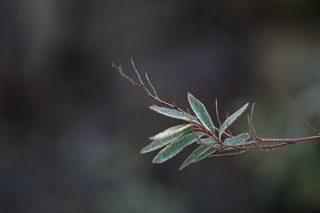 A closeup selective focus shot of foliage on  branchesの写真素材