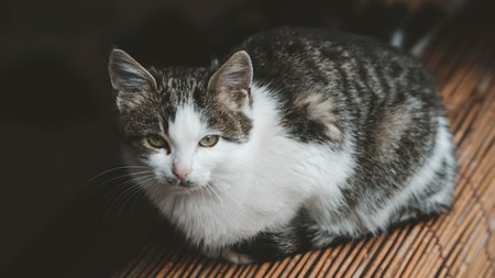 A cute little kitten with gray and white fur in a loaf positionの写真素材
